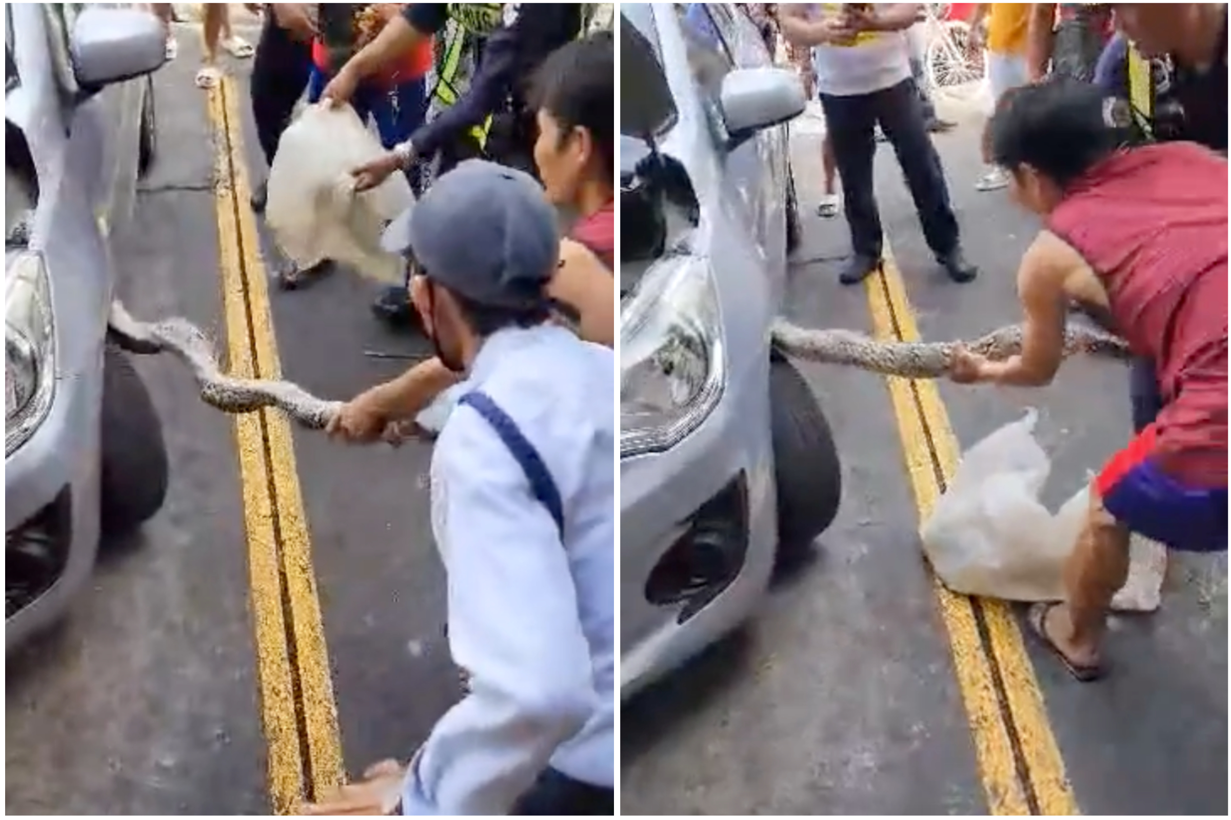 Watch Giant Snake Get Pulled From Underside of Car Newsweek