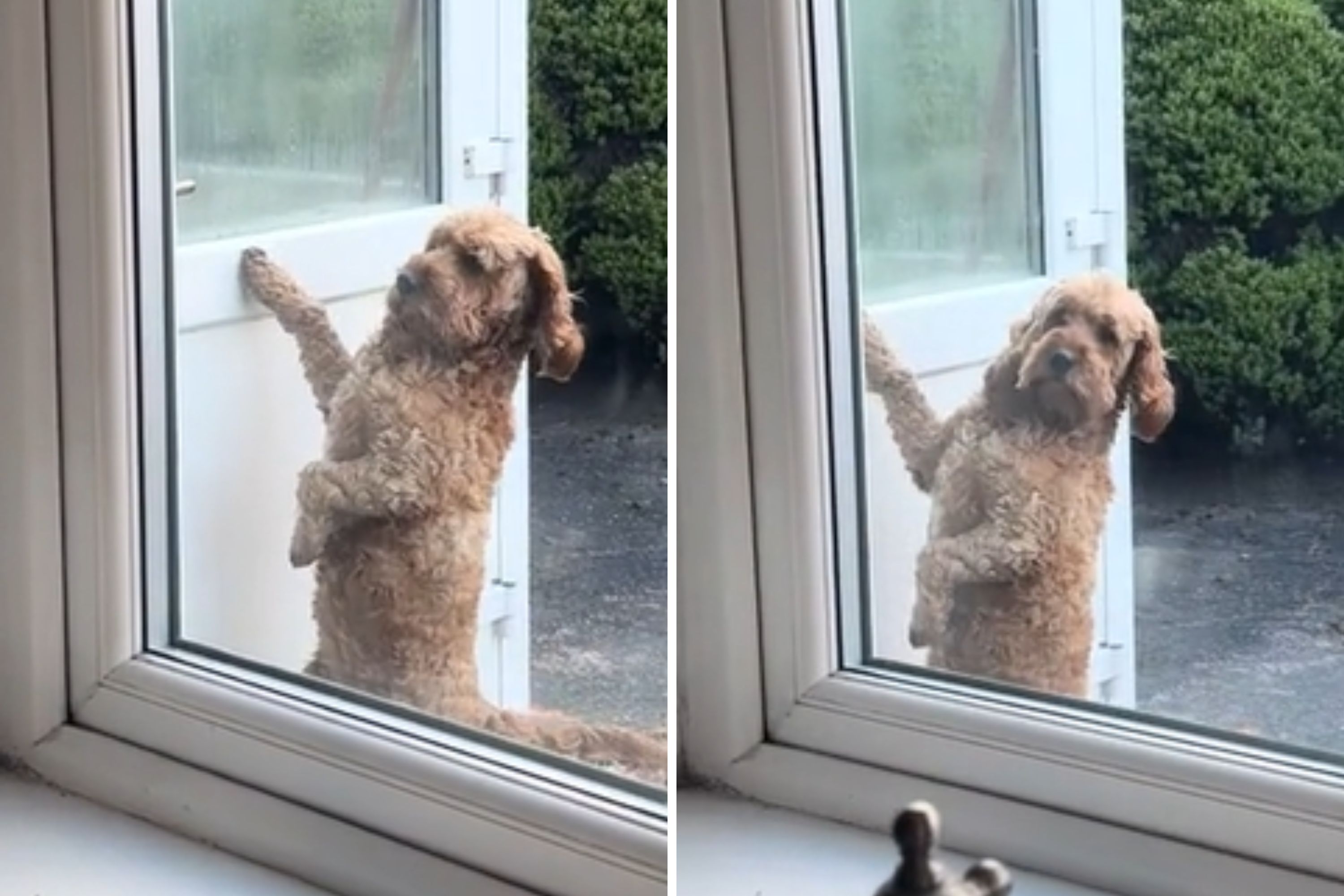 Watch Dog Knocking on the Door Like 'a Human Asking to Be Let In
