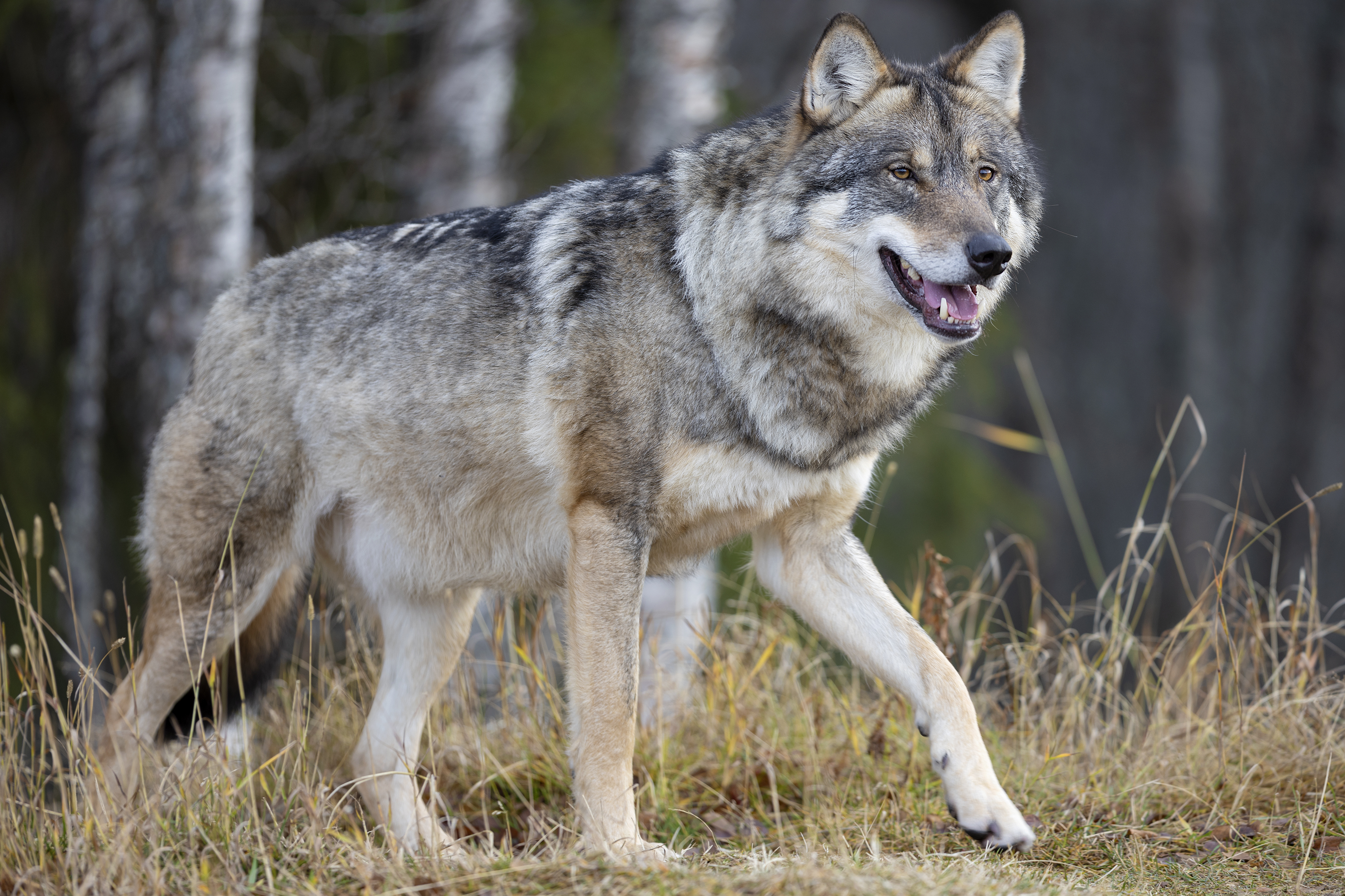 Gray Wolf Body Science Trek Science Trek