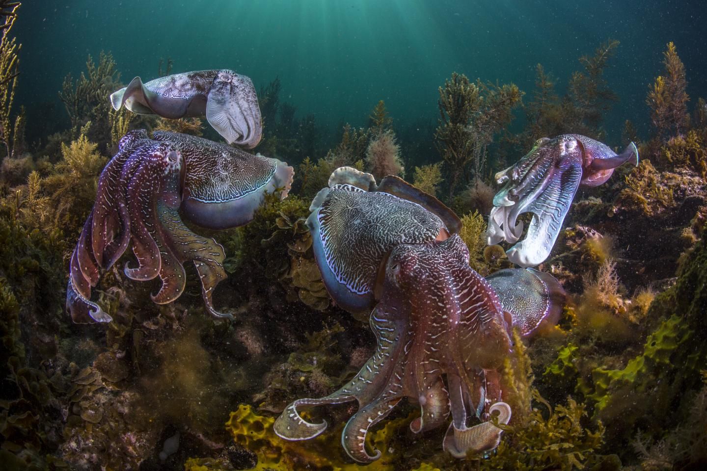 Study Finds Growing Numbers of Octopuses, Squids in World's Oceans