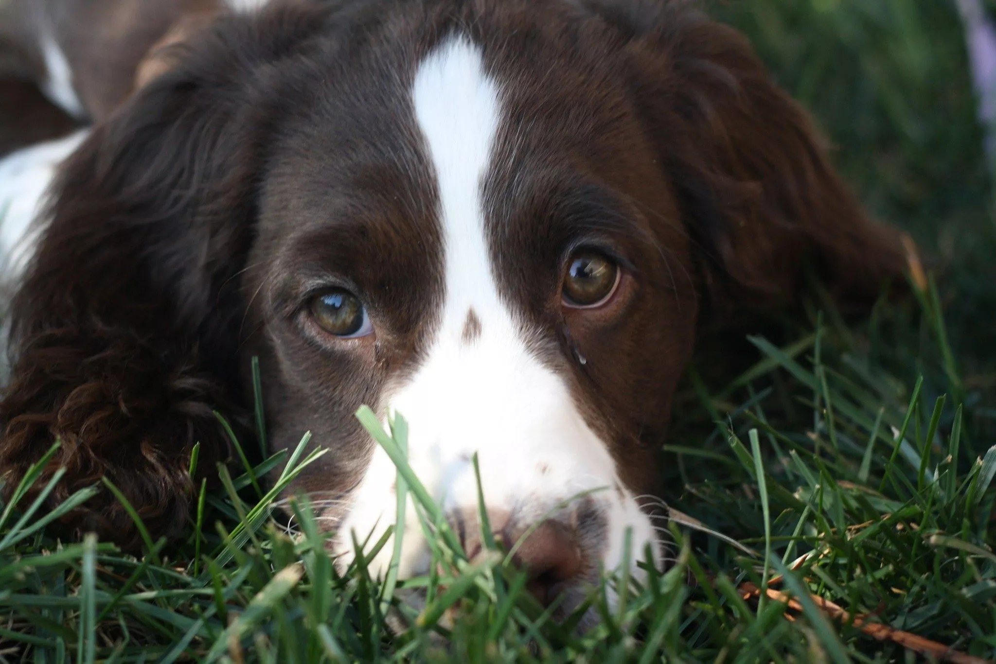 Do Dog Food Companies Use Euthanized Animals