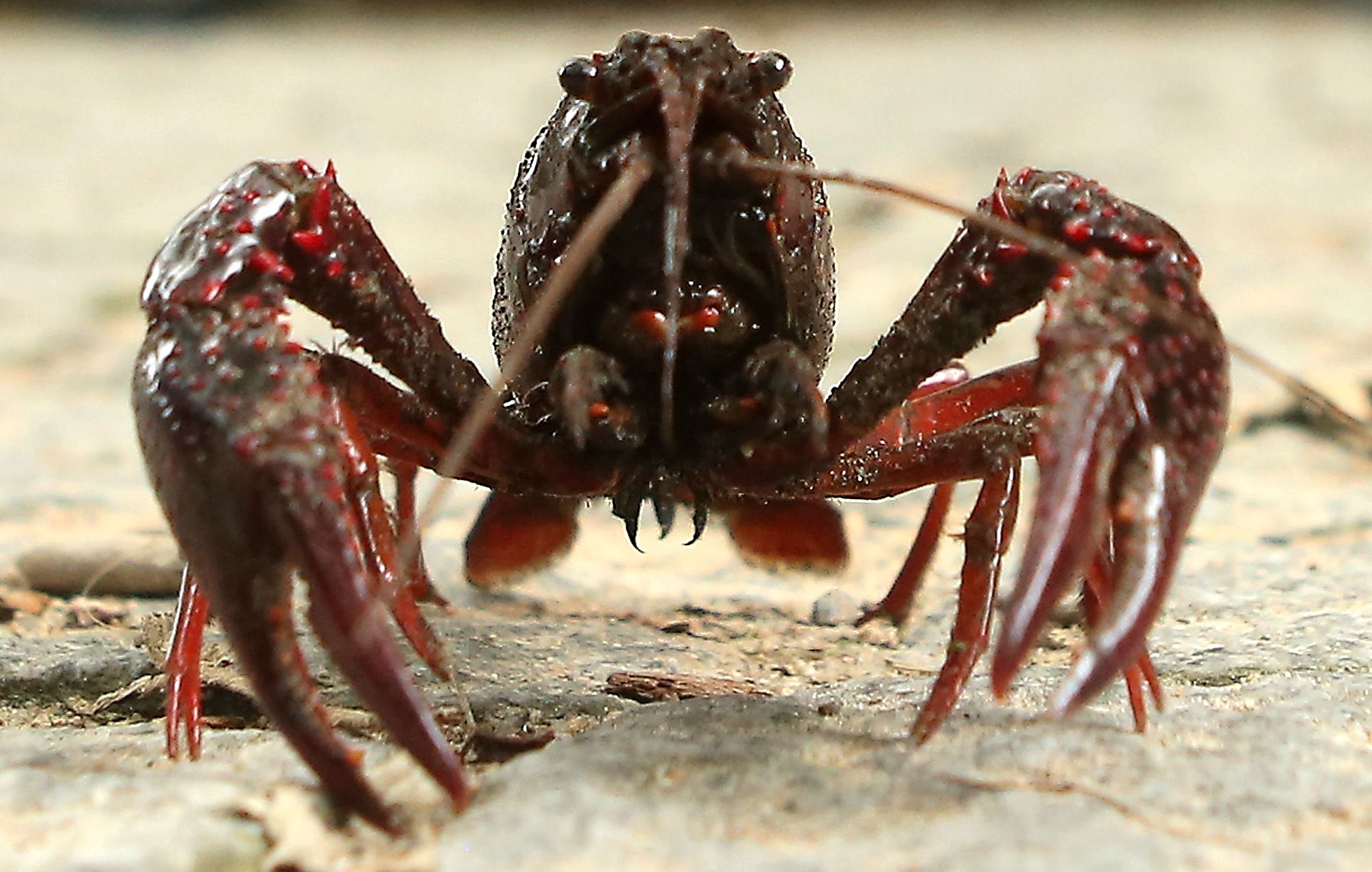 Video Crayfish Pulls Off Its Own Claw to Escape Boiling Water