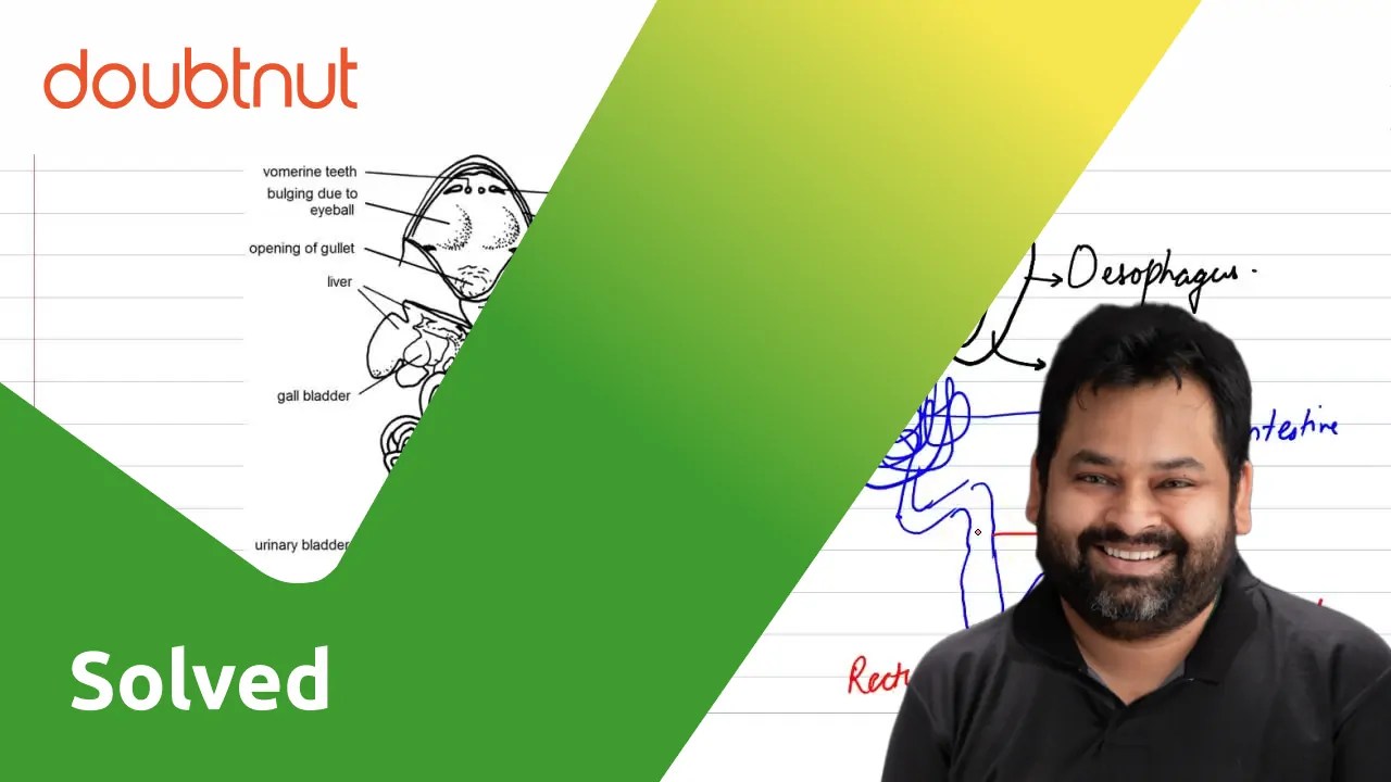 Draw a neat labelled diagram of digestive system of frog.