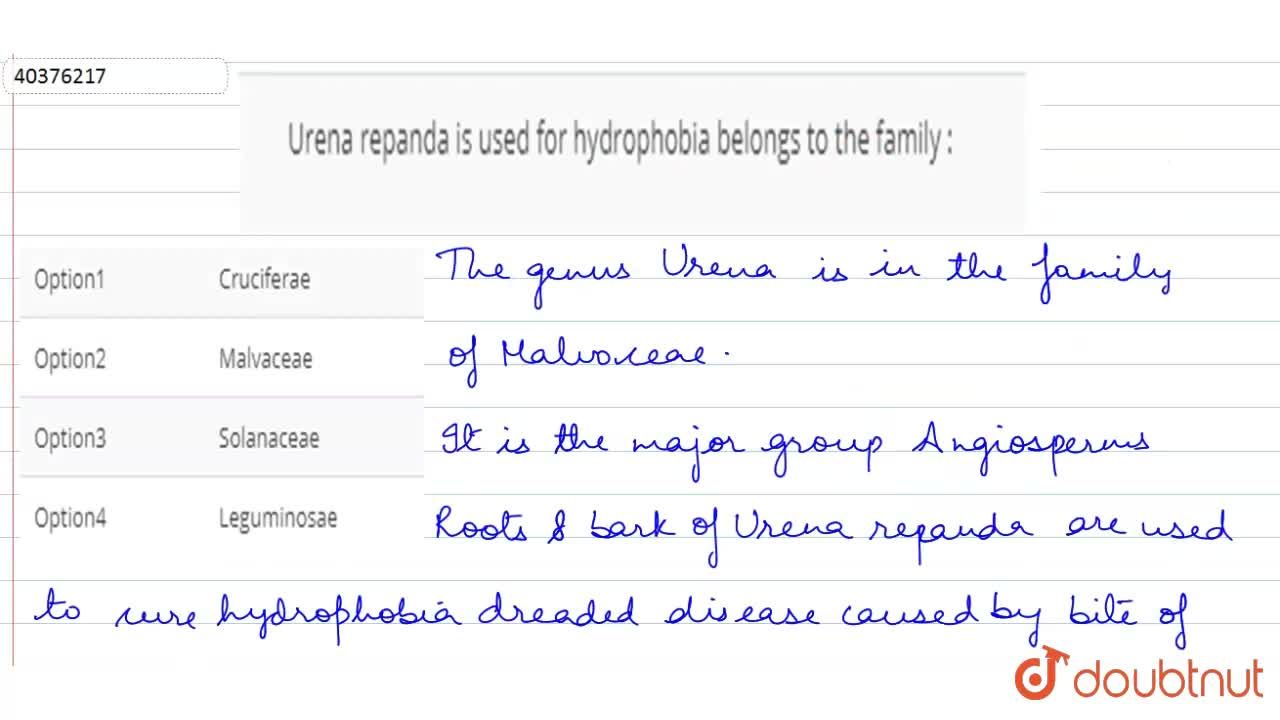 Urena Repanda Is Used For Hydrophobia Belongs To The Family :