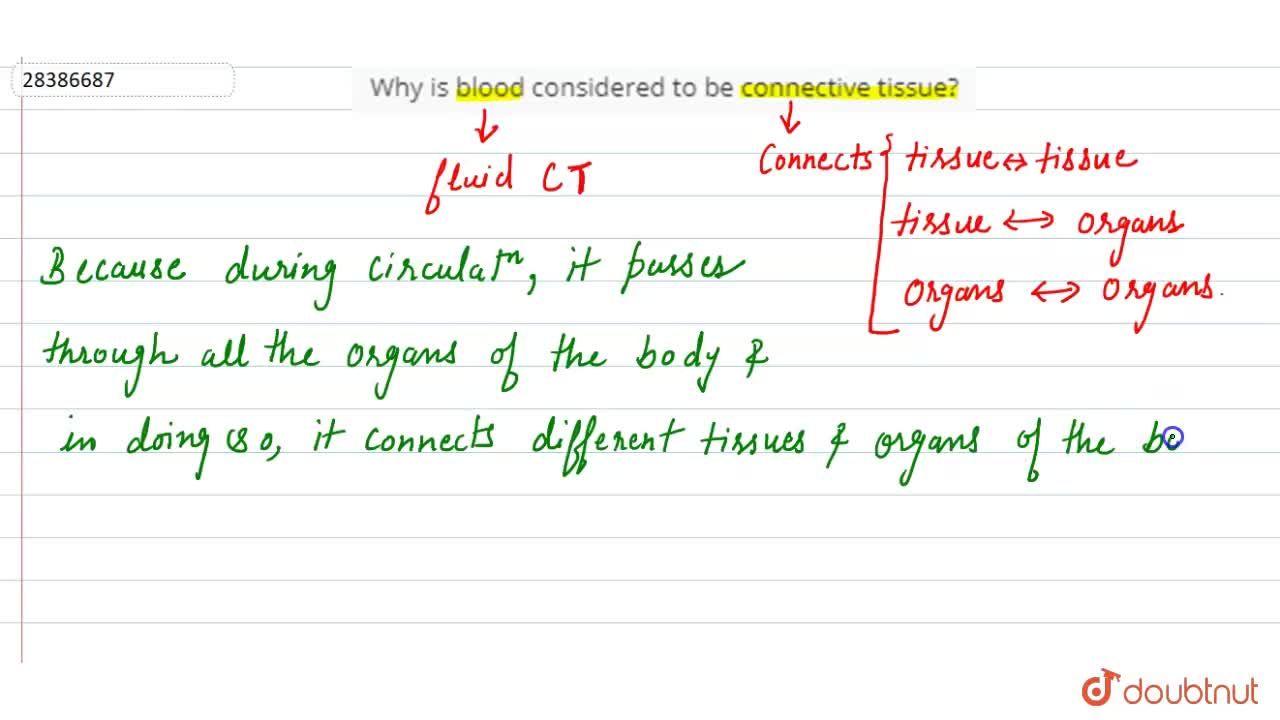 Why Is Blood Considered To Be Connective Tissue?