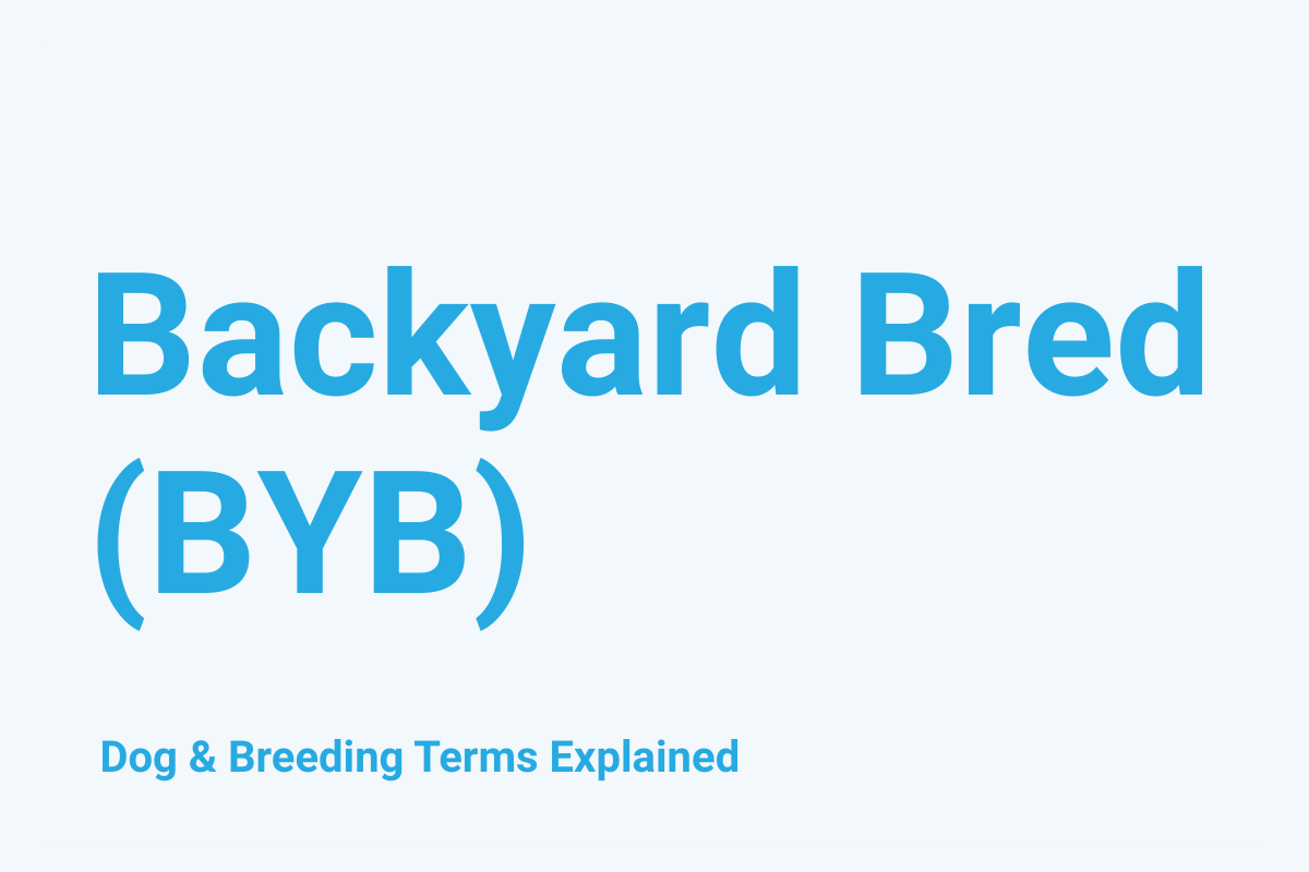 Backyard Bred (BYB) Dog & Breeding Term Explained