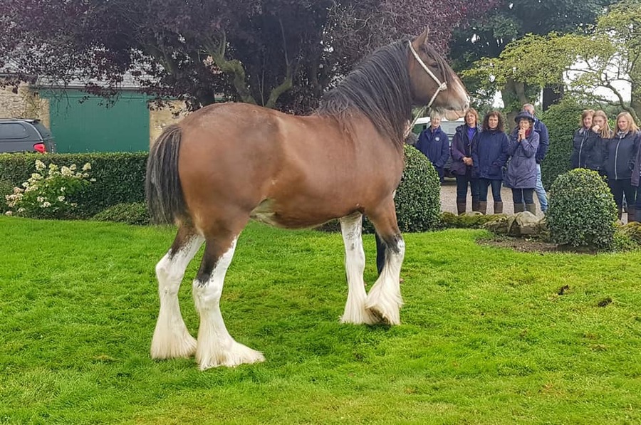 Stud visit to Collessie Clydesdales 2019.