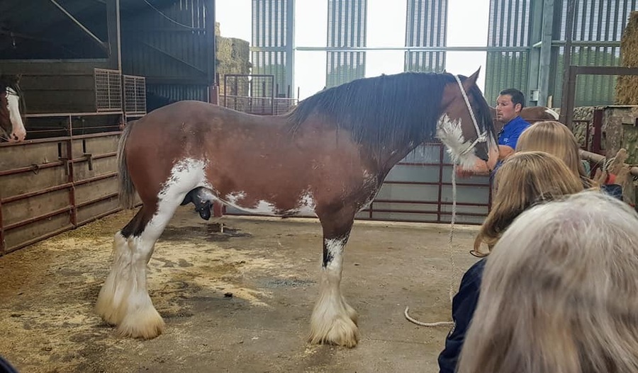 Stud visit to Collessie Clydesdales 2019.