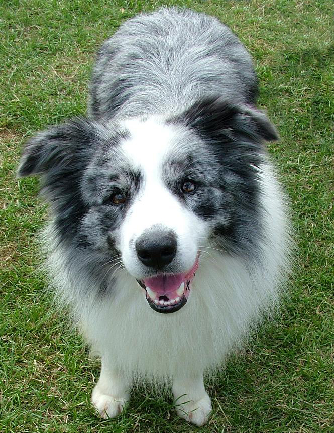 Pin by Tammy ondogs Border collie blue merle, Border collie