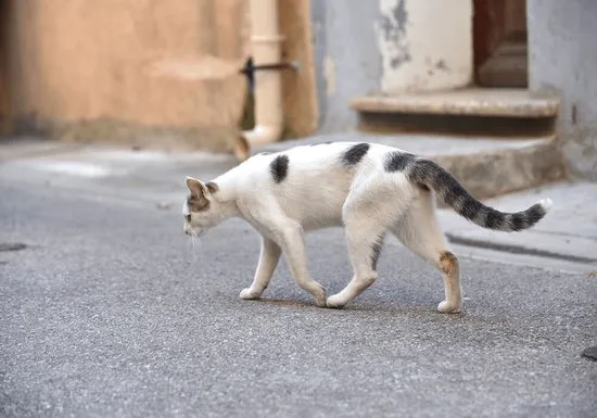 My Cat Has Gone Missing, When Should I Start To Worry?