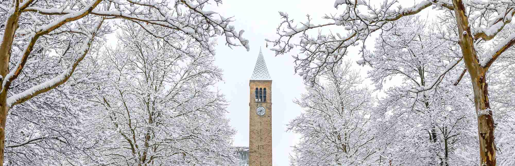 Cornell University Niche