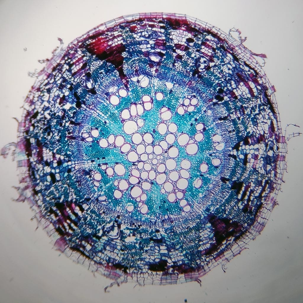 typical dicot root, cotton old root c.s. prepared slides