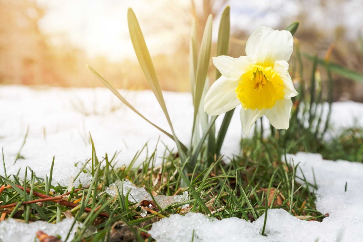 Last Spring Frost 2023 První Jarní Den 2022: Kdy Nastává Rovnodennost
