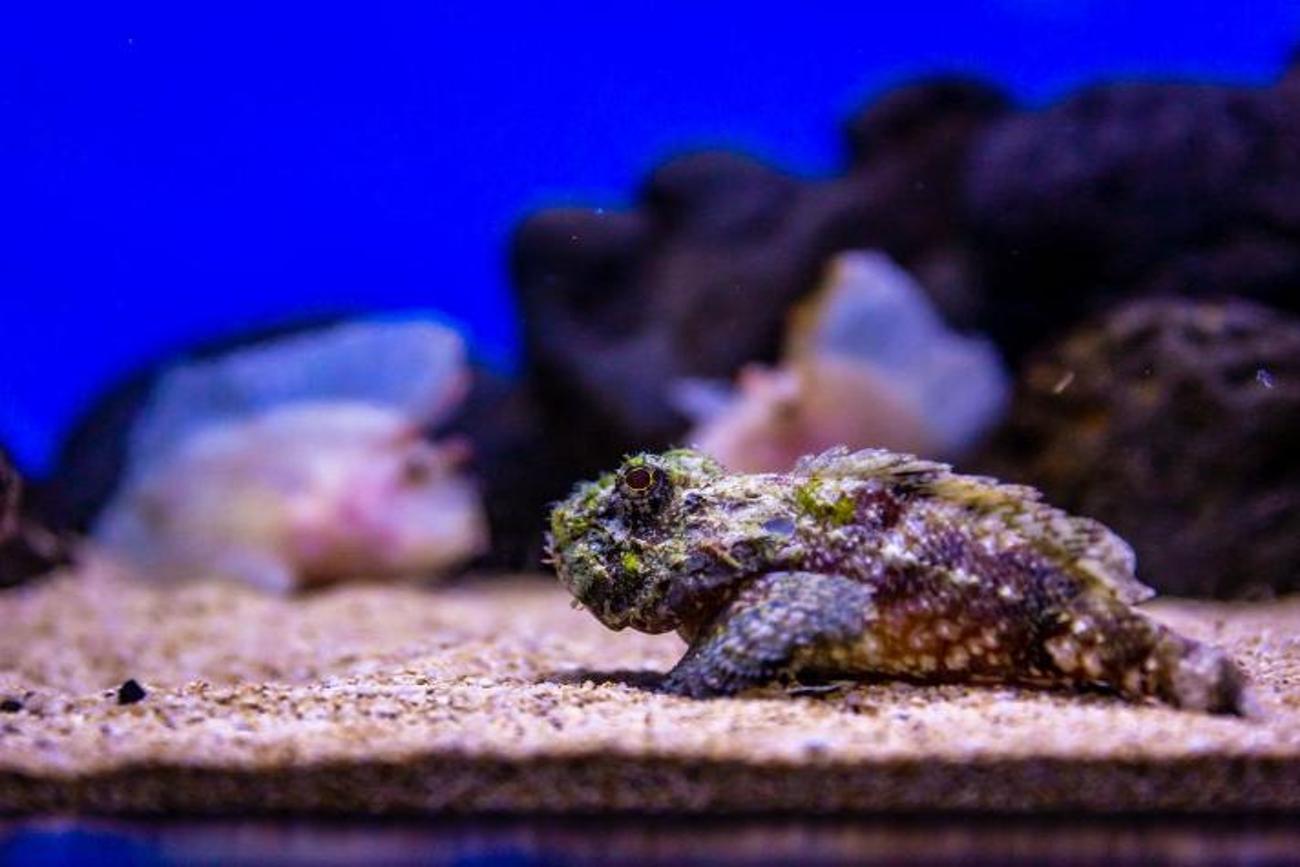 Waikiki Aquarium in Oahu Visit A City