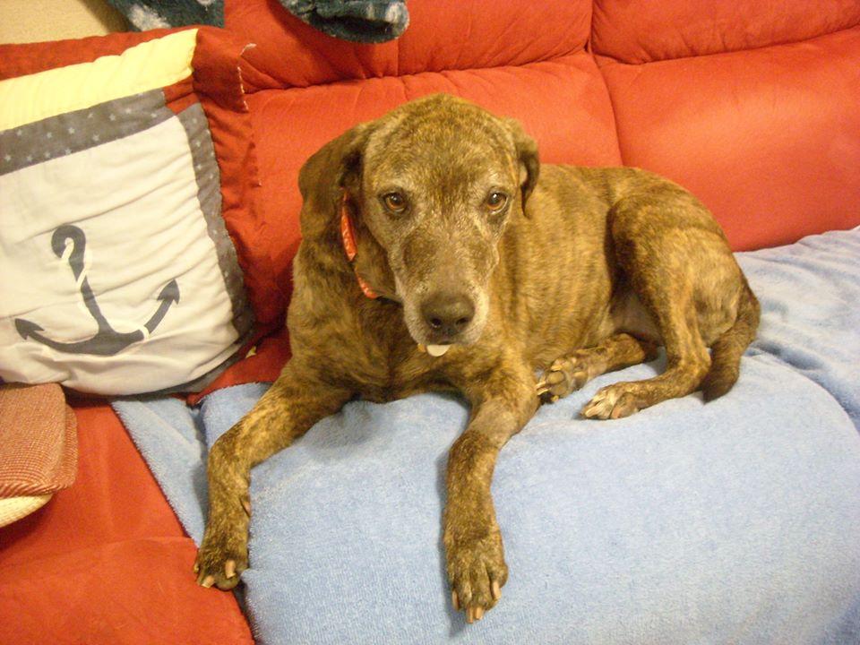 Adoptable Dogs for May 2, 2014 Politics
