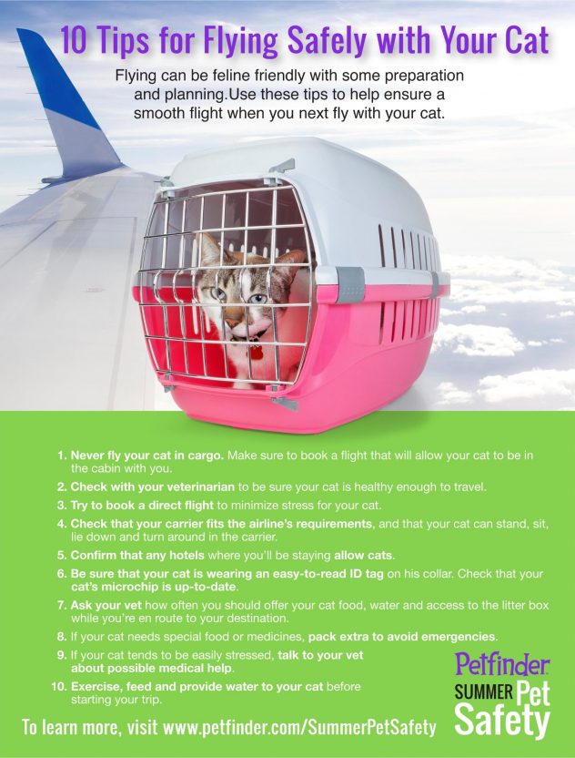 Traveling with a Cat on a Plane 15 Tips that Others Don't Tell Life