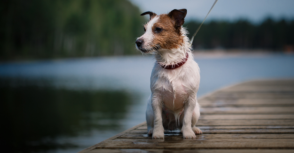 Small Dog Breed With Pointy Ears