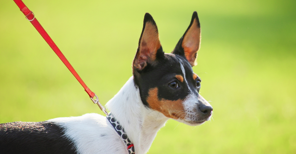 88+ Small Dog Breeds With Pointy Ears l2sanpiero
