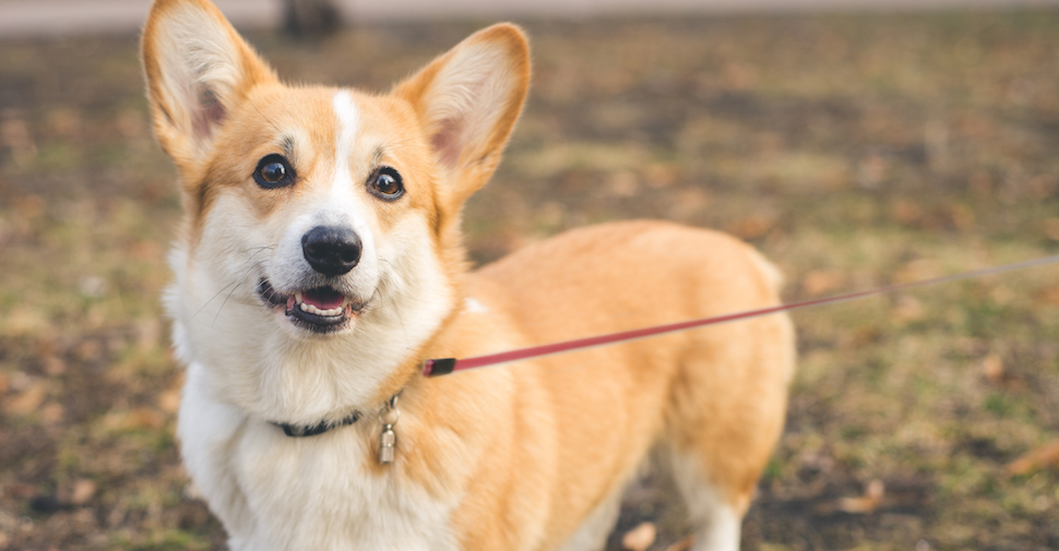 How To Choose A Medium Sized Dog Breed Petfinder