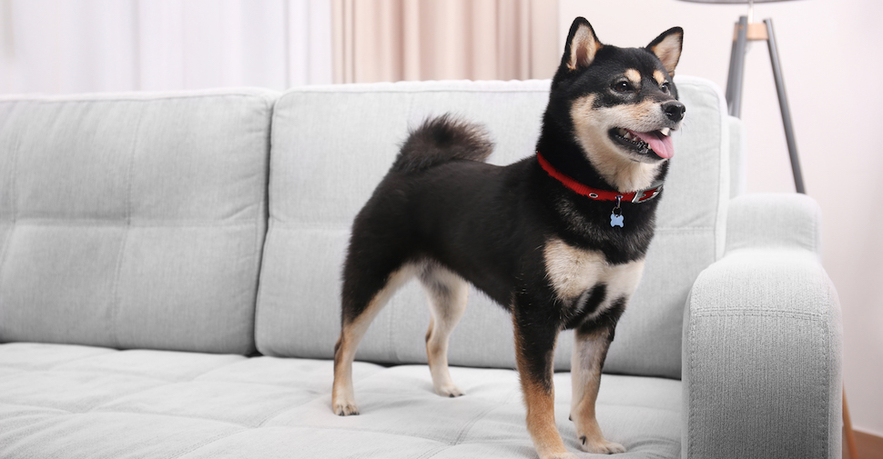 Can A Dog Live In Two Homes