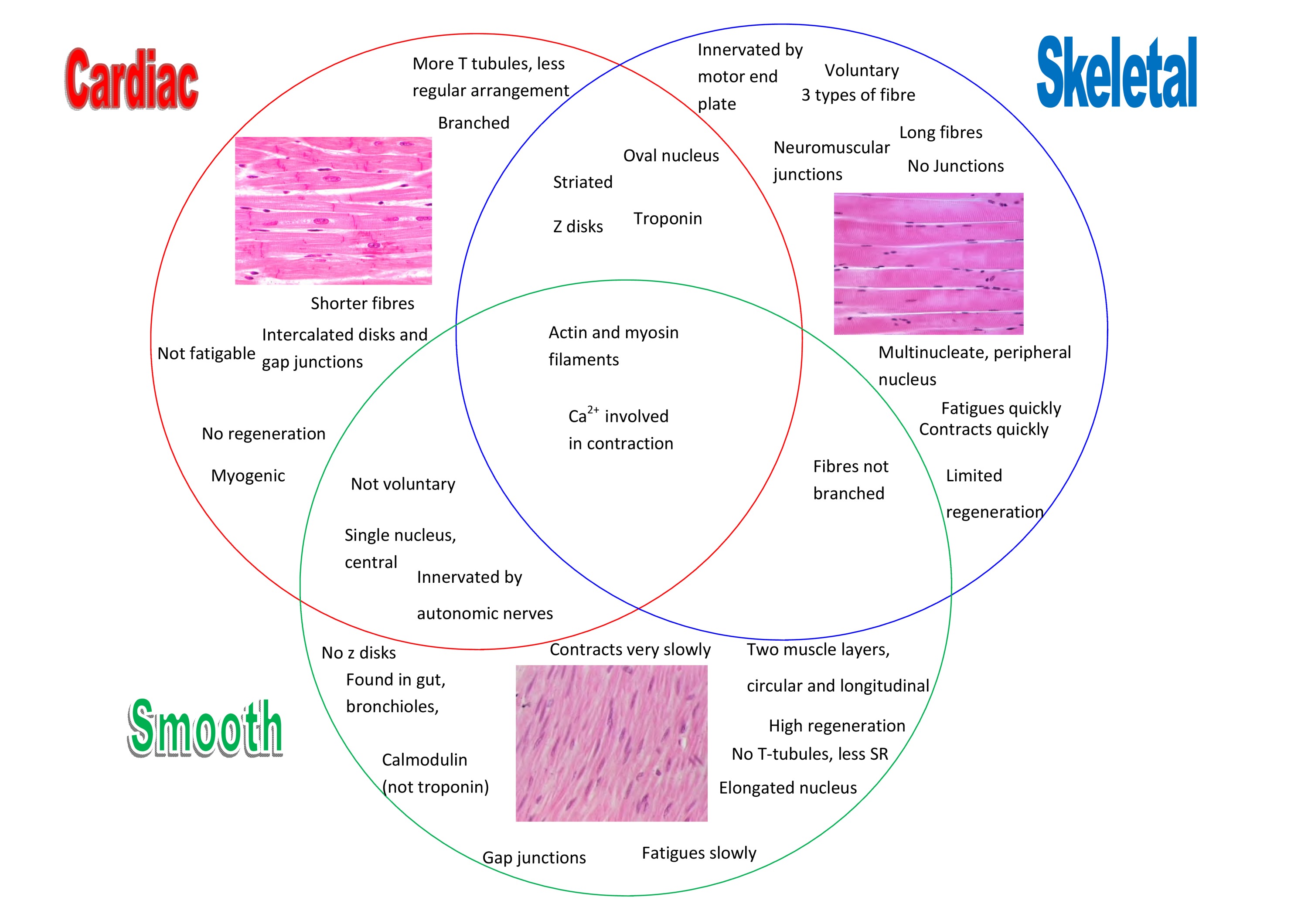 [DIAGRAM] Labelled Diagram Of Skeletal Muscle Tissue - MYDIAGRAM.ONLINE