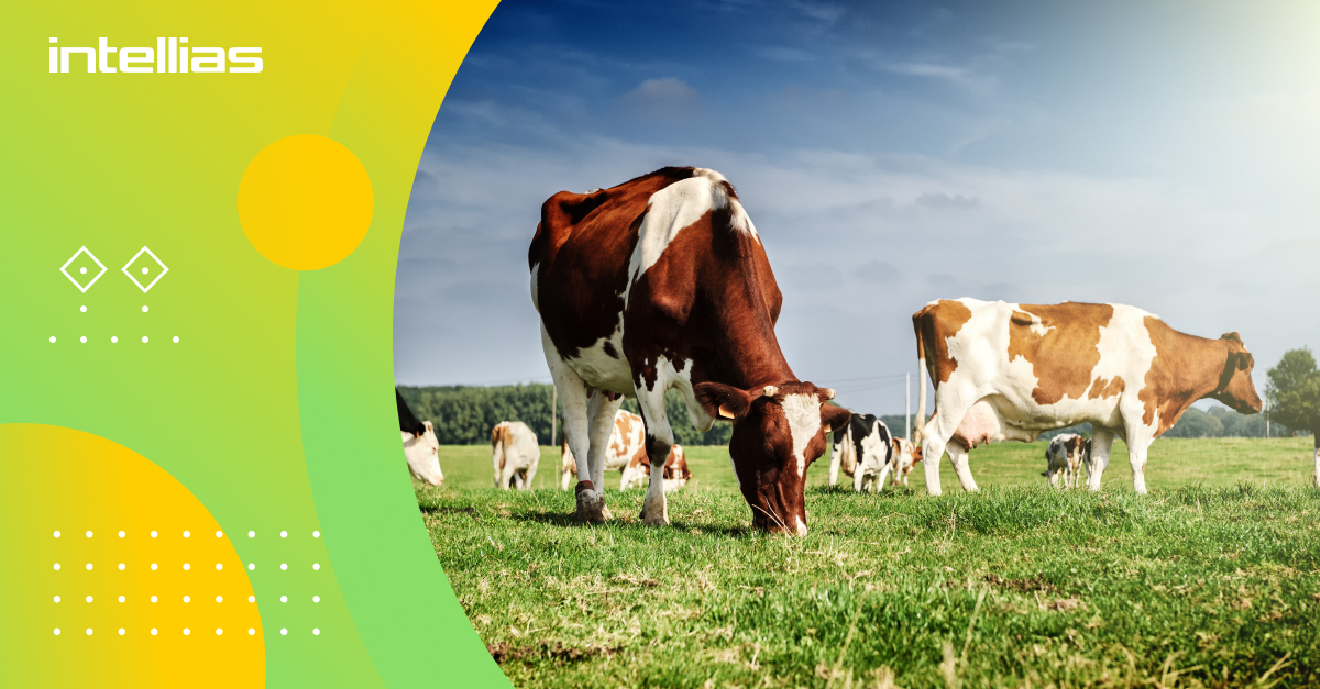 Sustainable Livestock Farming A Guide to Efficient Management Intellias