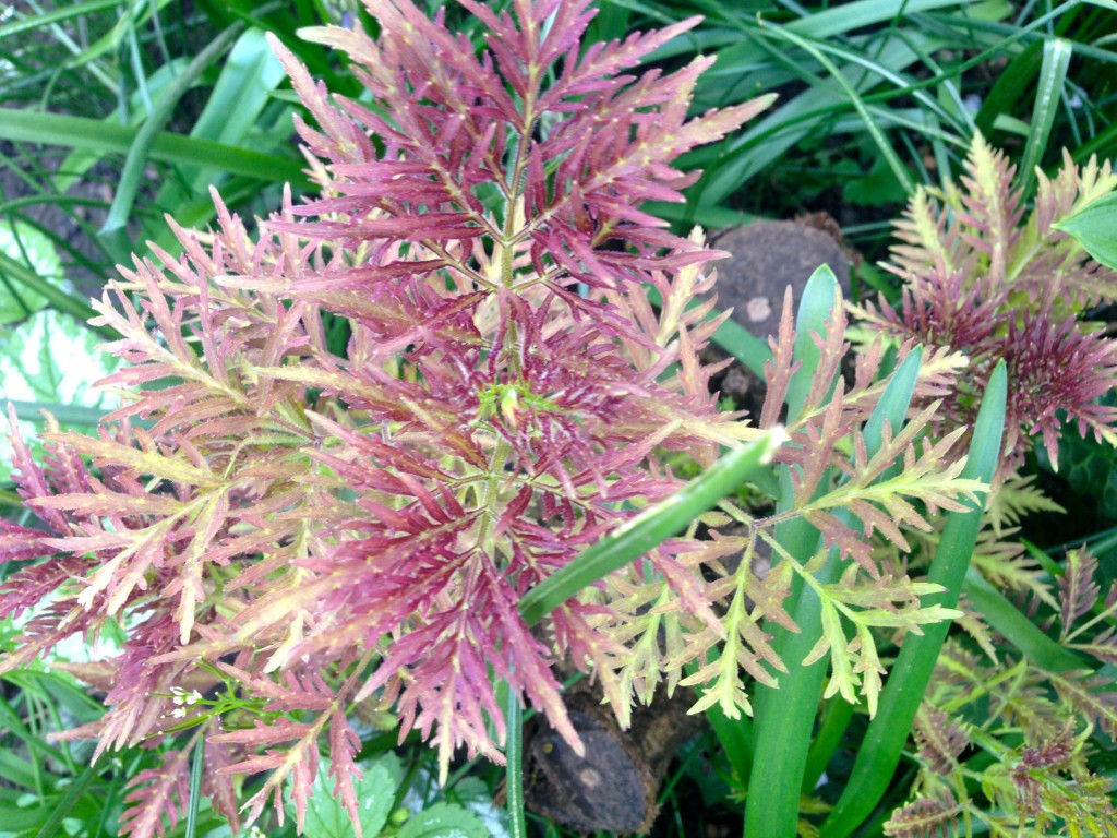 March in Review Plant Lust