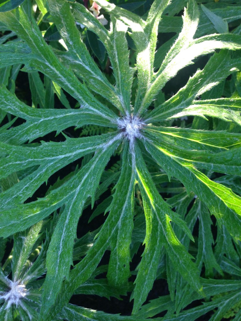 March in Review Plant Lust