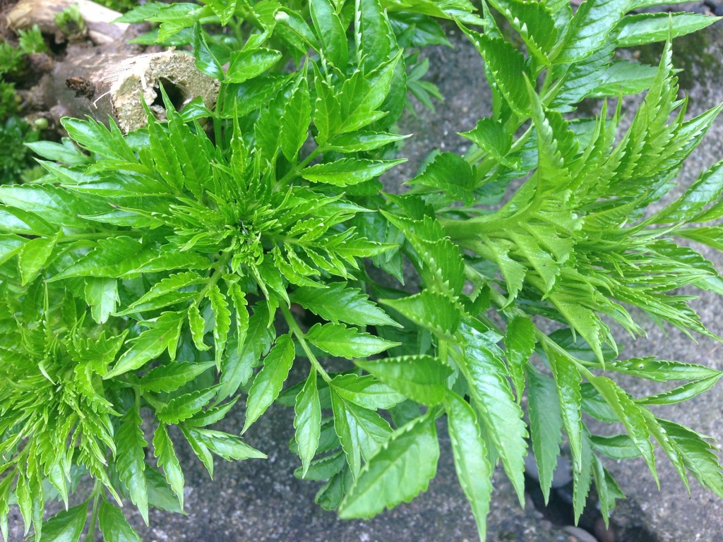 March in Review Plant Lust
