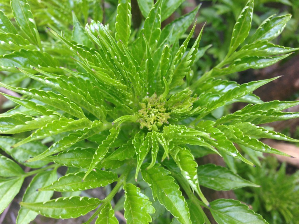 March in Review Plant Lust