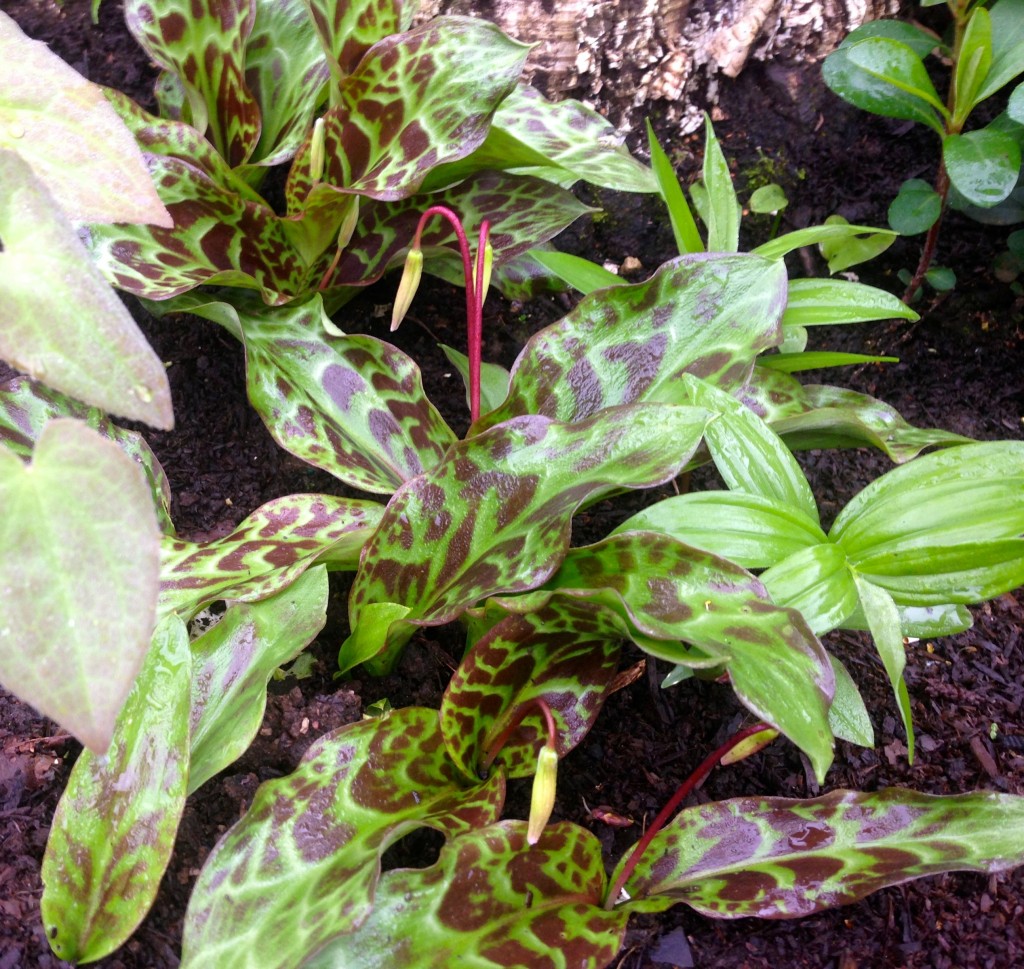 March in Review Plant Lust