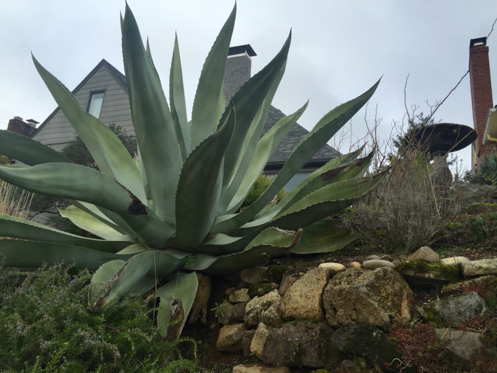 Big, Bold, Statement Plants Plant Lust