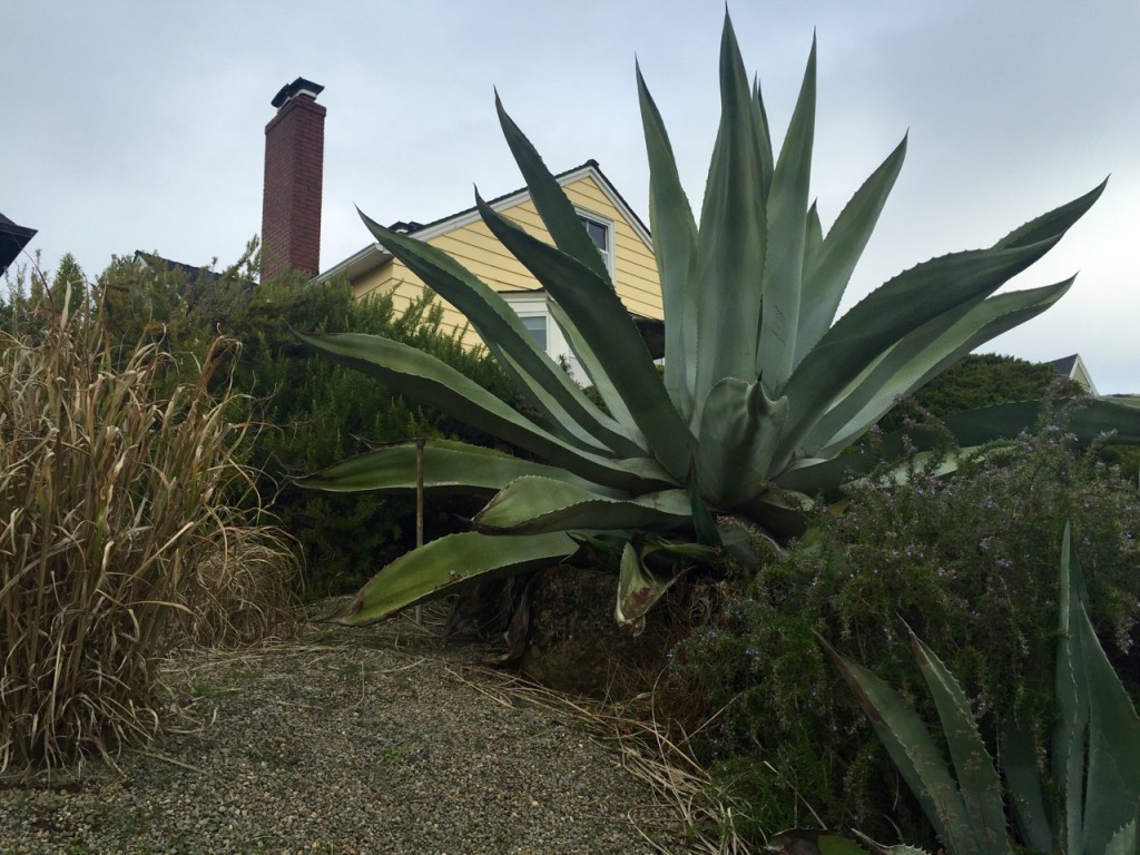 Big, Bold, Statement Plants Plant Lust