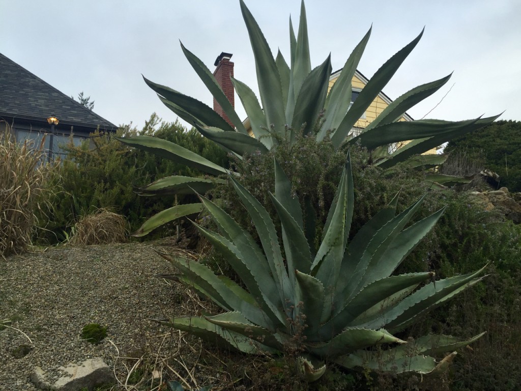 Big, Bold, Statement Plants Plant Lust