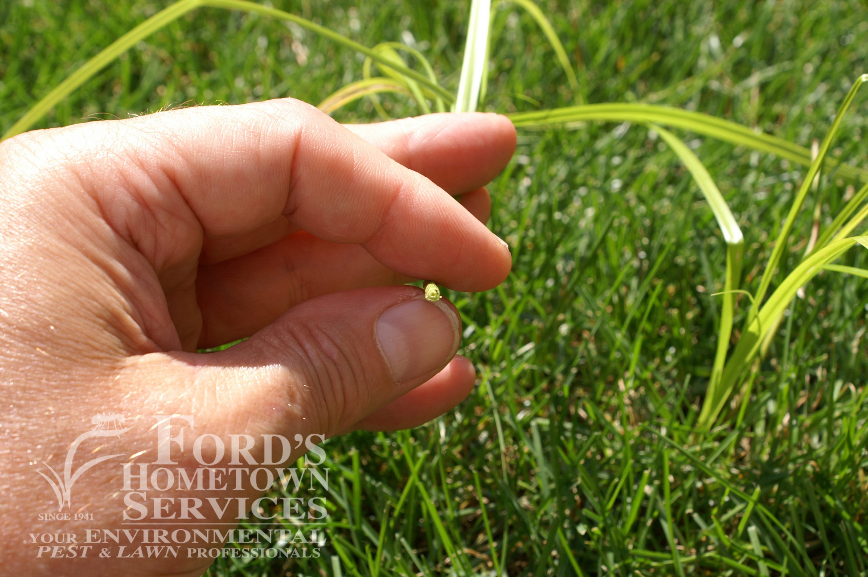 Nutsedge Control Ford's Hometown Services