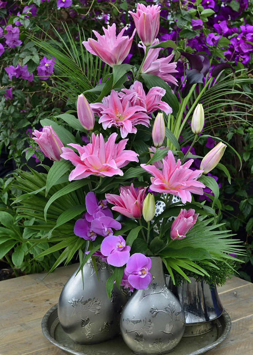 Roselily Juana Zabo Plant