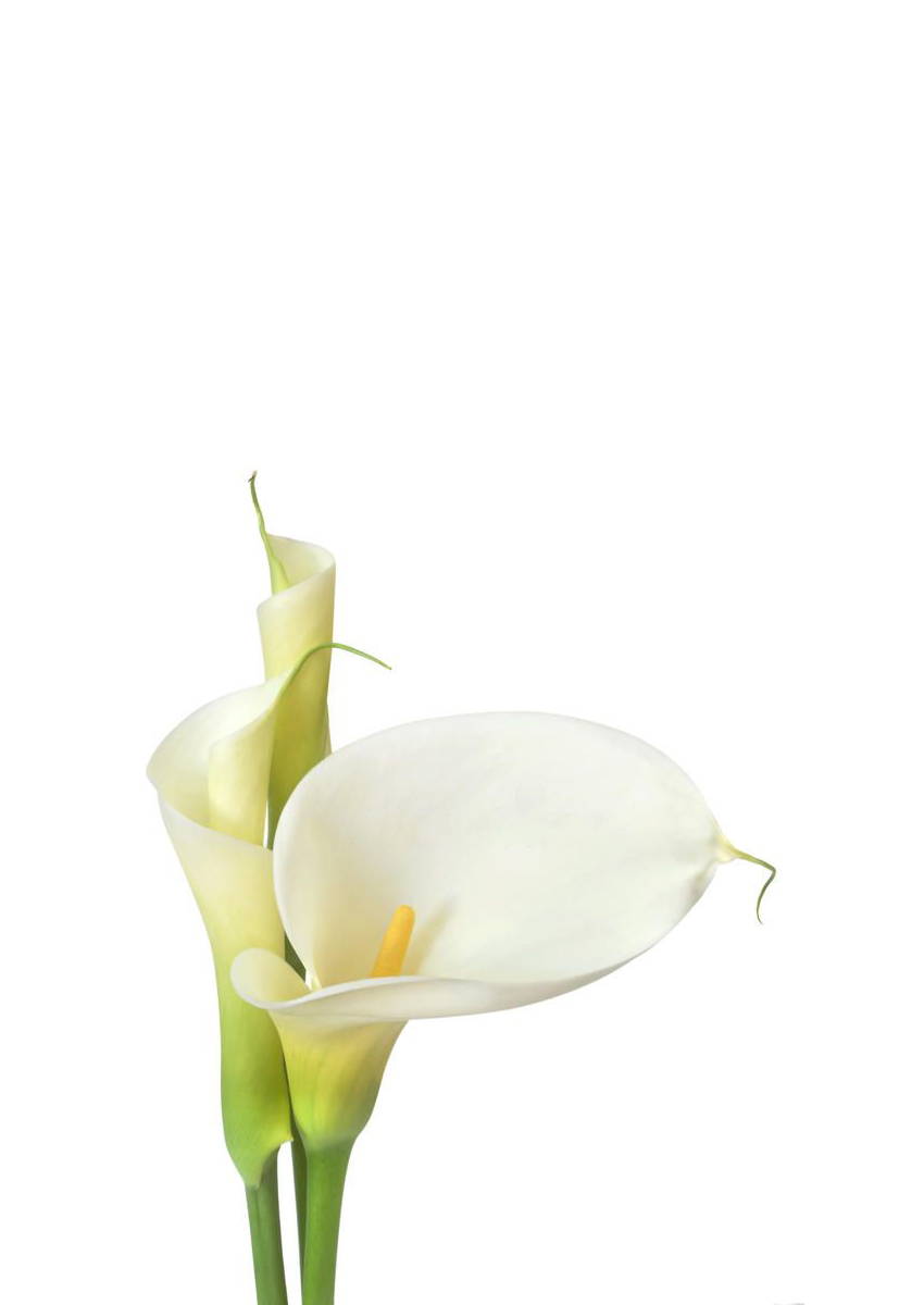 Whitehorse Zabo Plant