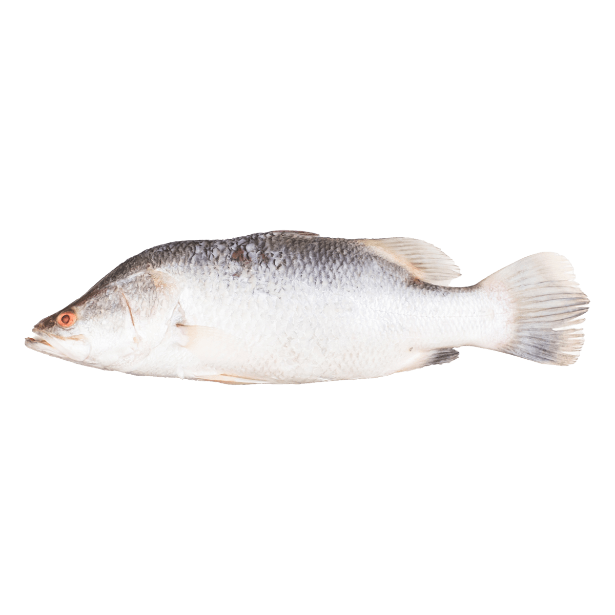 Tp Jumbo Sea Bass Fish 3Kg Villa Market