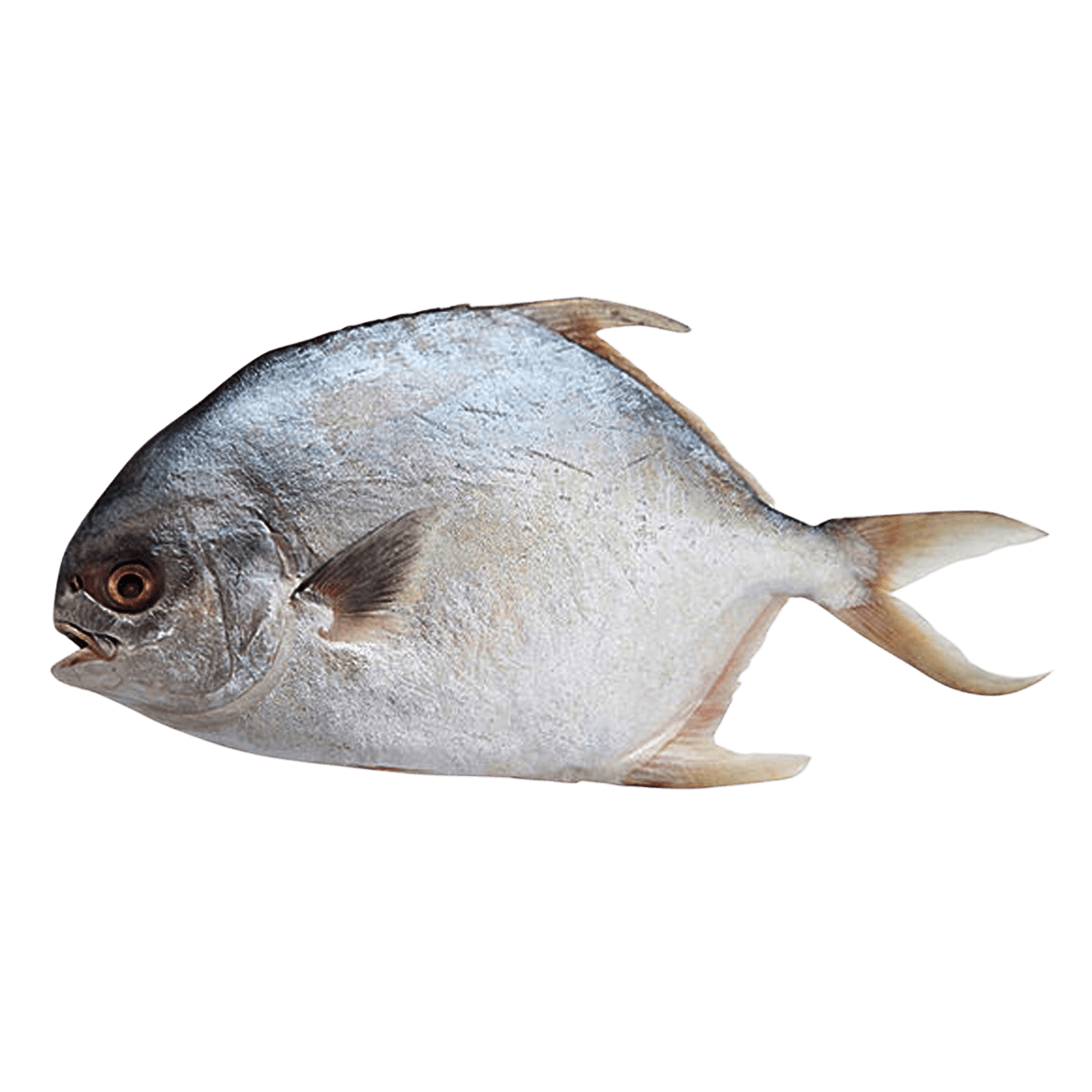 Tp Silver Pomfret Fish 300g Villa Market