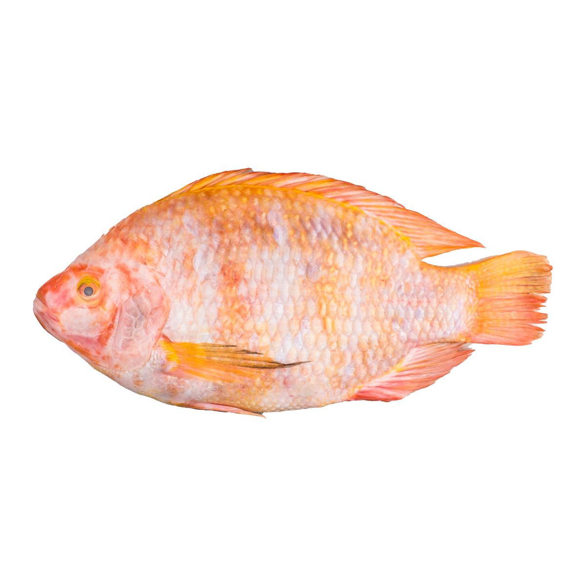 Tp Red Tilapia Fish 800g Villa Market