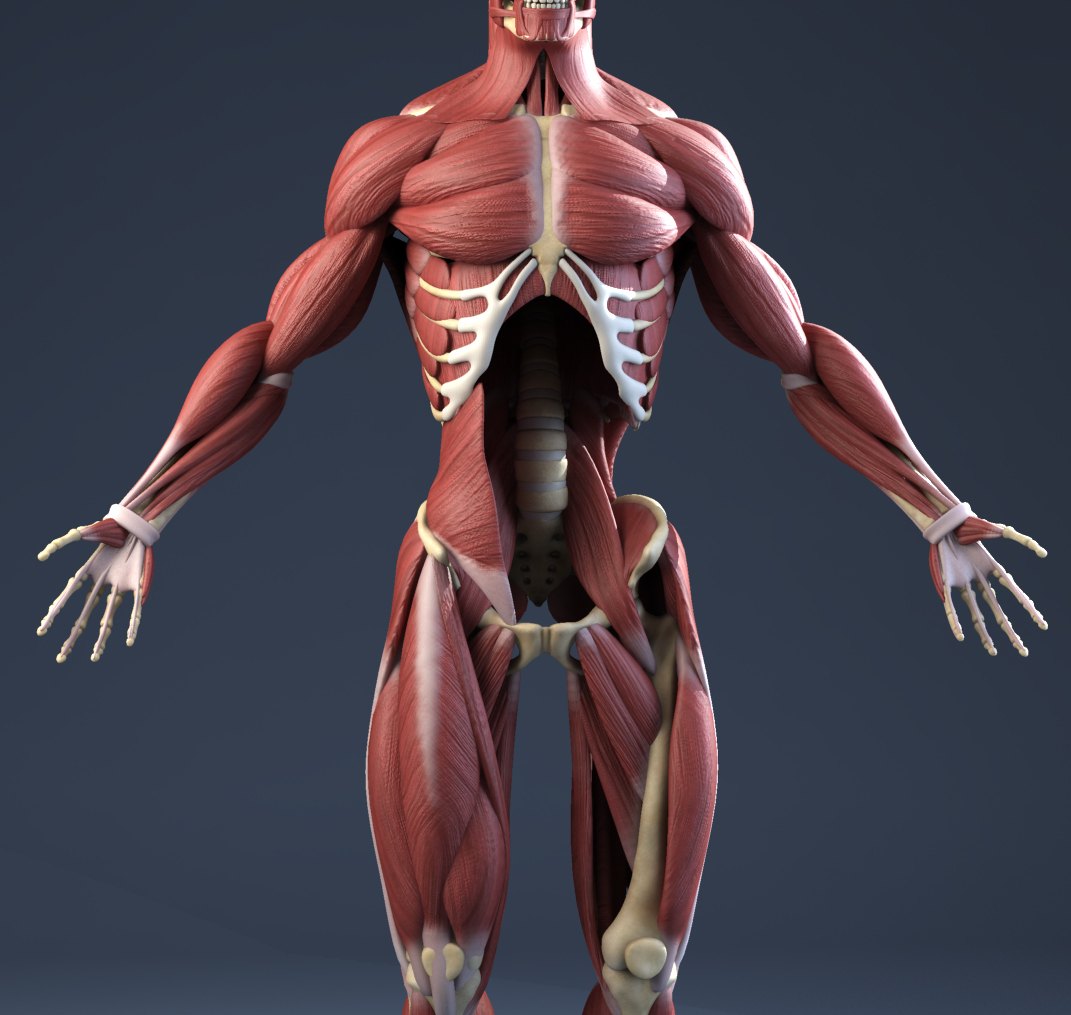 Male Anatomy (Muscles, Skeleton, Skin) 3D Model