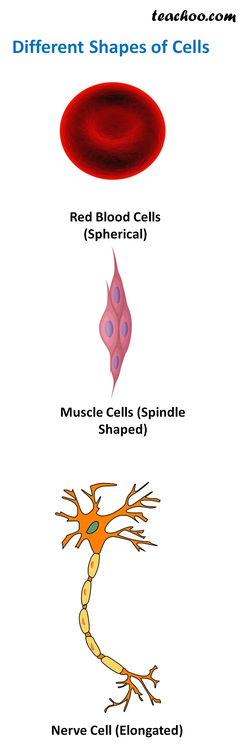Shapes of cells Examples with Images Teachoo Concepts