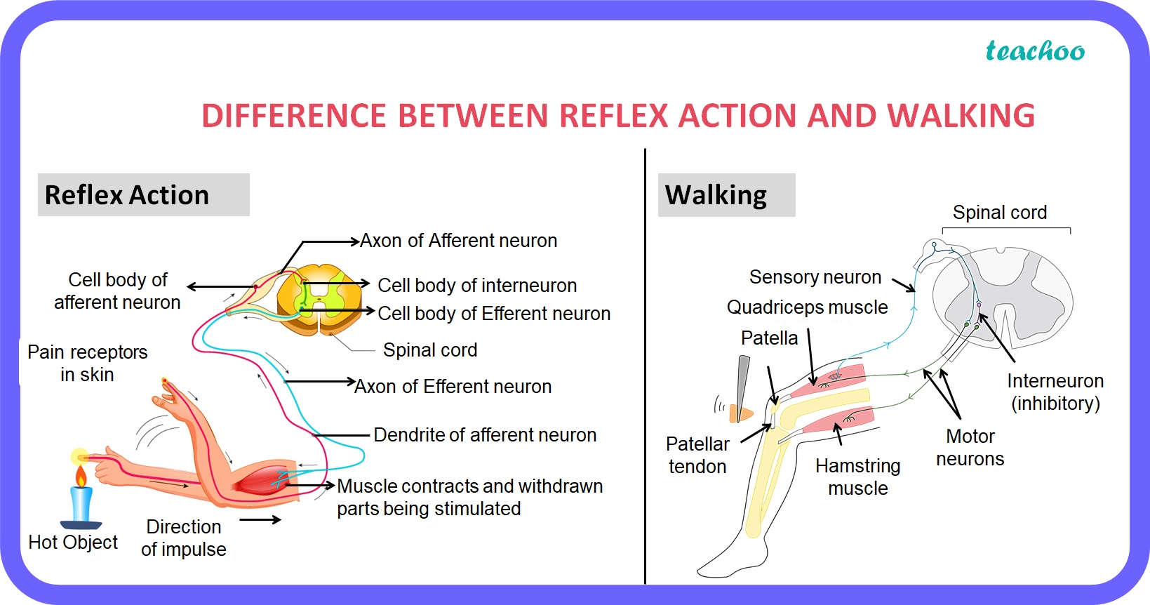 [Class 10] What is the difference between a reflex action and walking?
