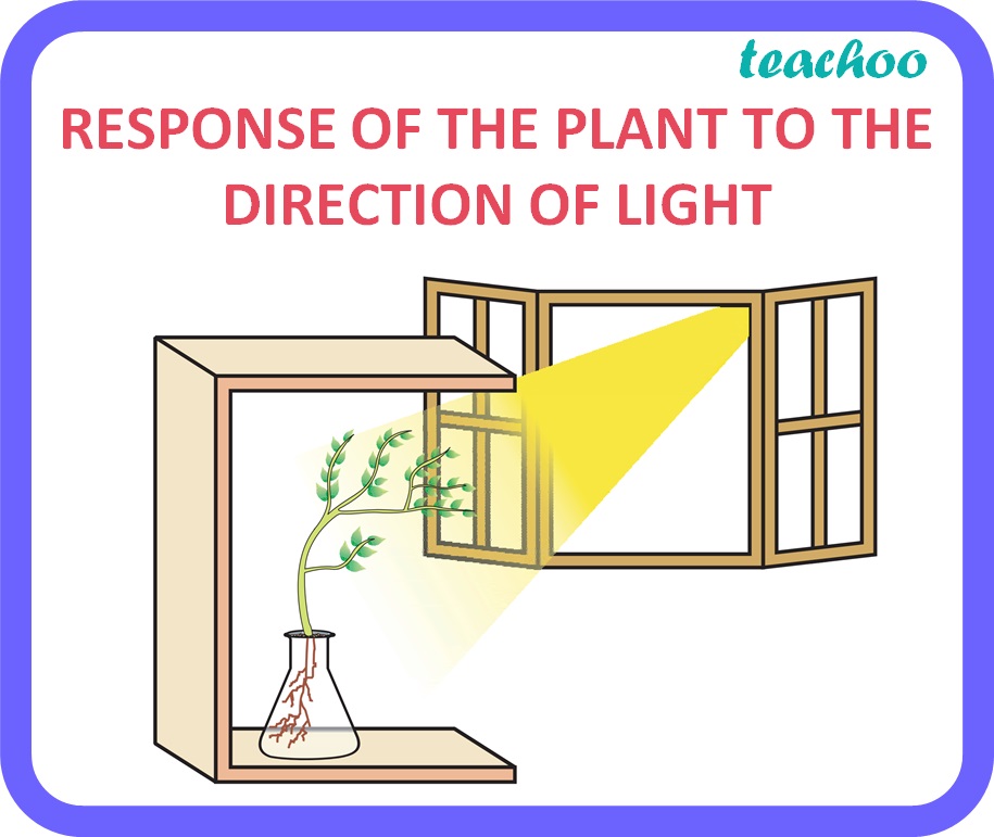 [Control & Coordination] How does phototropism occur in plants?