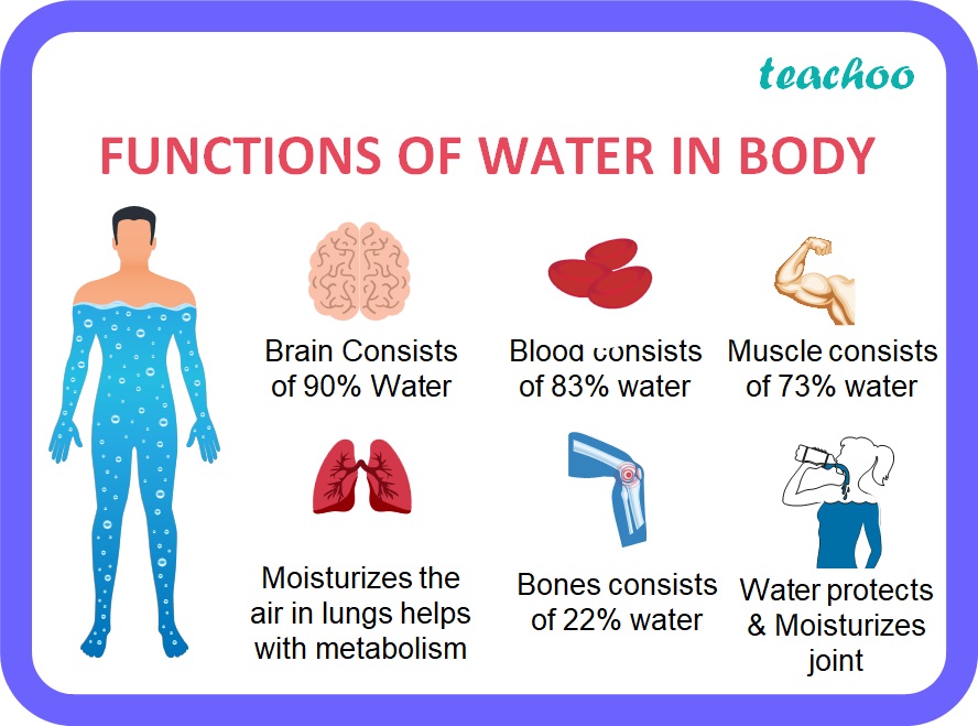 [Class 6] What are the functions of water in body? Teachoo Science