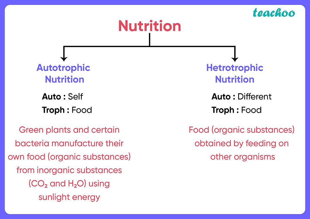 [Life Processes Class 10] The autotrophic mode of nutrition requires