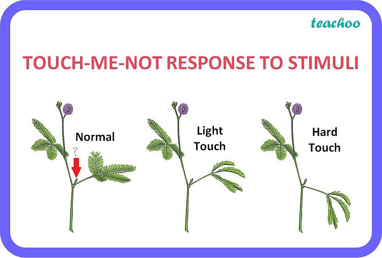 [Class 10] What is the response to stimuli in plants? Teachoo