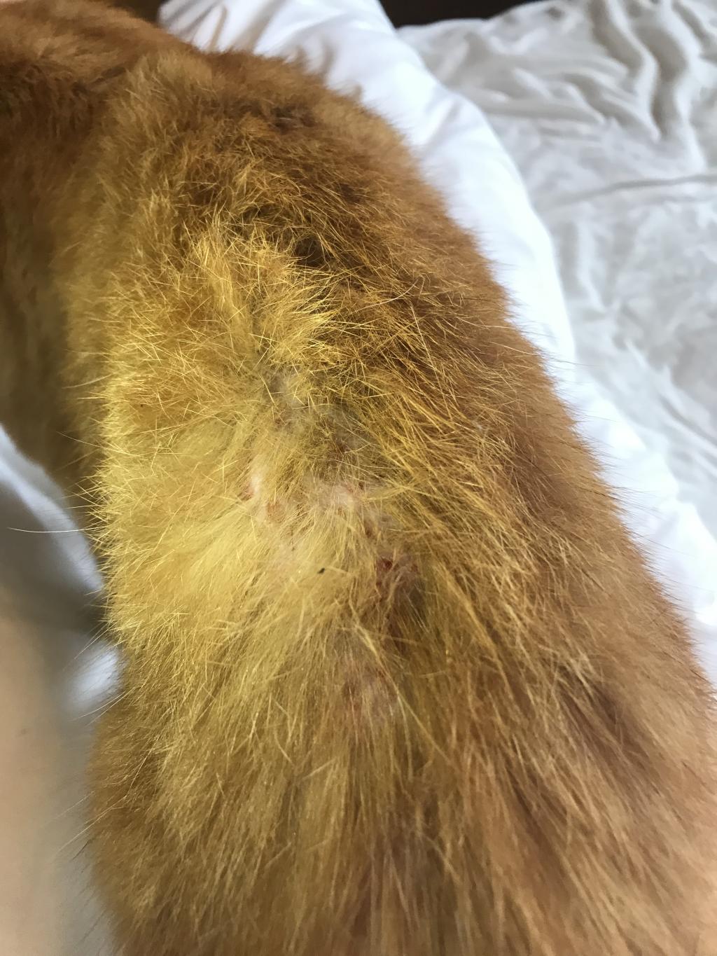 My cat has a skin rash, red spots on its lower back My cat has a skin rash, red spots on its lower back