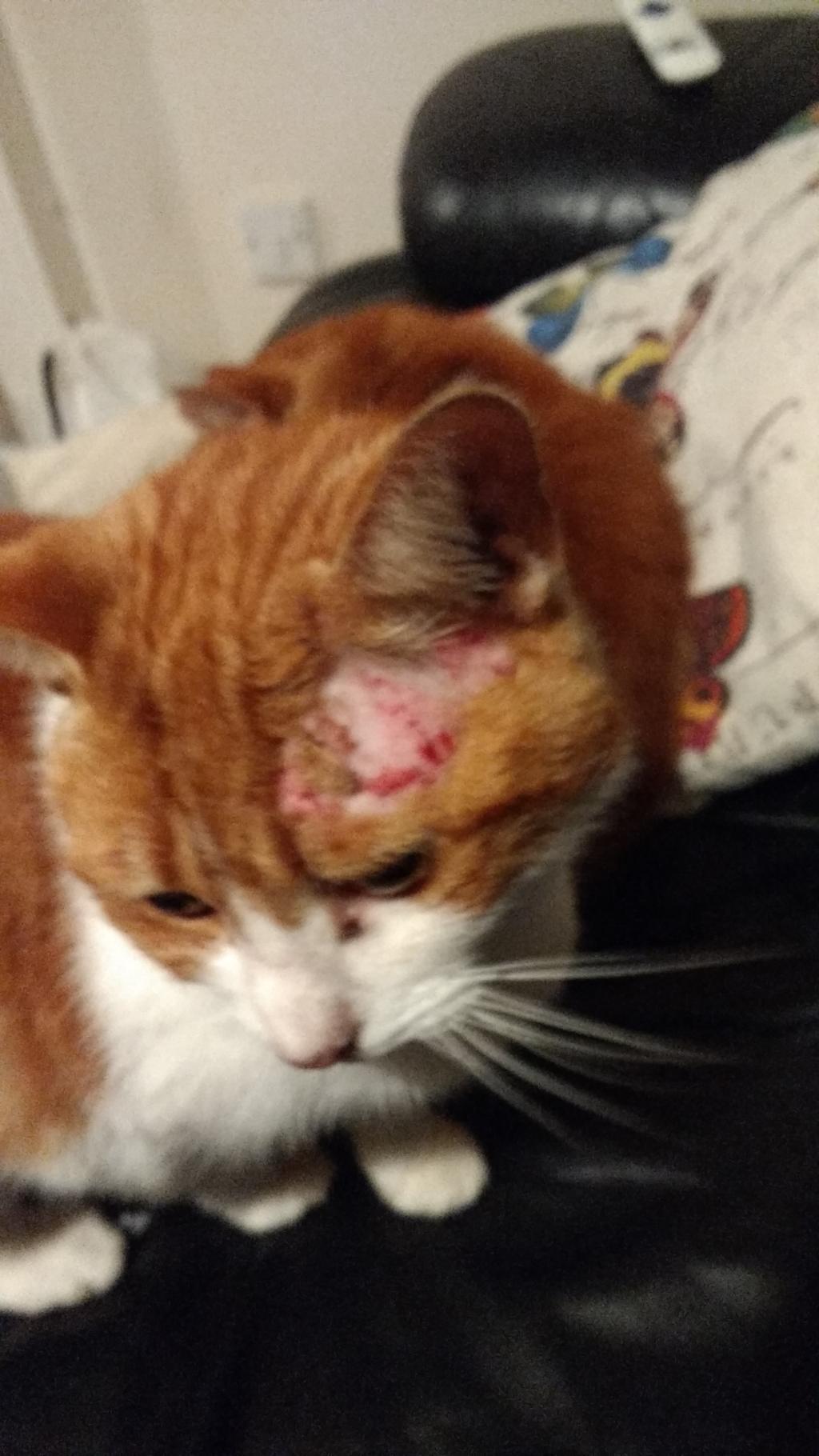 Hi, my cat had a bald patch near his ear that has grown