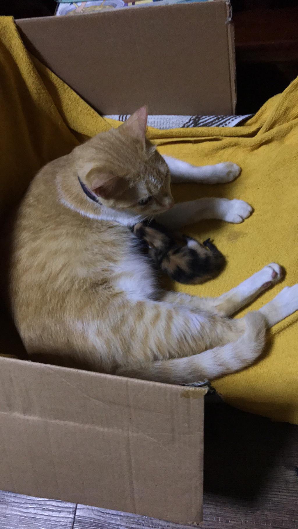 My pet cat is pregnant and she already gave birth to only 1 kitten